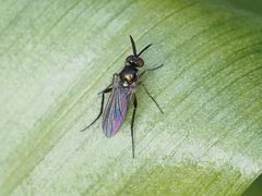 Rhaphium