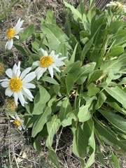 Wyethia helianthoides