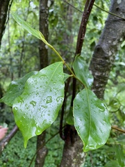 Magnolia figo