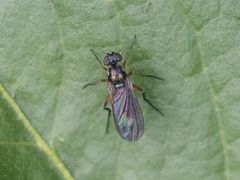 Rhaphium