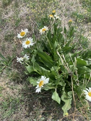 Wyethia helianthoides