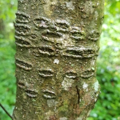 Magnolia figo