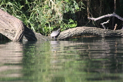 Trachemys venusta venusta