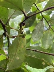 Magnolia figo
