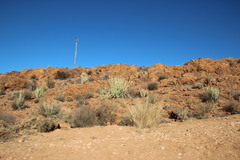 Euphorbia dregeana
