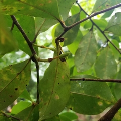 Magnolia figo