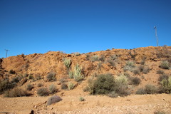 Euphorbia dregeana