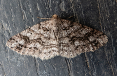 Melanolophia imitata