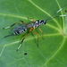 Lemon Tree Borer Parasitoid Wasp - Photo (c) Maurice, some rights reserved (CC BY-NC), uploaded by Maurice