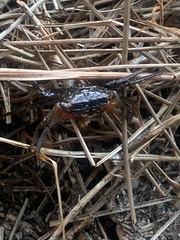 Aratus pisonii