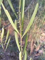 Acacia stricta