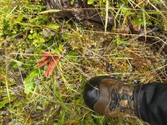 Clathrus archeri image