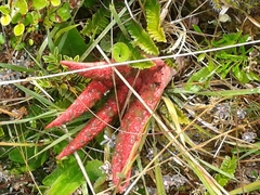 Clathrus archeri image