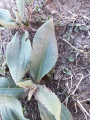 Rumex venosus