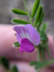 Vicia sativa nigra