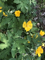 Stylophorum diphyllum