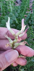 Astragalus monspessulanus image