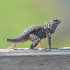 Sceloporus occidentalis