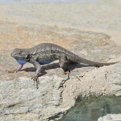 Sceloporus occidentalis