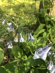 Mertensia virginica