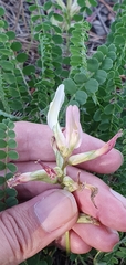 Astragalus monspessulanus subsp. gypsophilus image