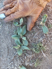 Rumex venosus