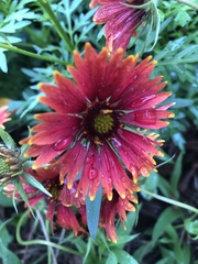 Gaillardia amblyodon