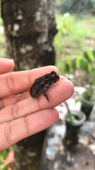 Rhinella marina
