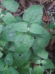 Conoclinium coelestinum