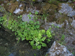 Tolmiea diplomenziesii