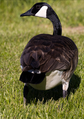 Branta canadensis