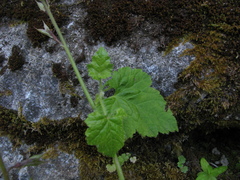Tolmiea diplomenziesii