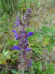 Salvia sclareoides