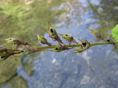 Tolmiea diplomenziesii