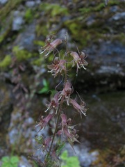 Tolmiea diplomenziesii