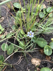 Sisyrinchium biforme