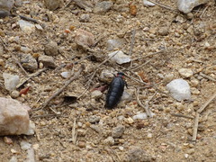 Physomeloe corallifer