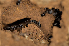 Camponotus aethiops