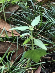 Passiflora lutea