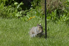 Sciurus carolinensis