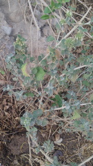 Marrubieae