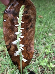 Spiranthes vernalis