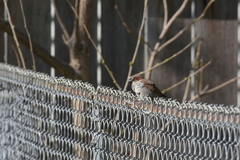 Passer domesticus
