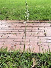 Spiranthes vernalis