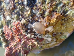 Phlebobranchia