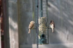 Passer domesticus
