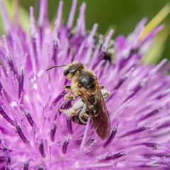 Halictus scabiosae