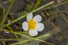 Ranunculus trichophyllus trichophyllus