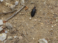 Physomeloe corallifer