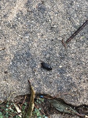 Carabidae